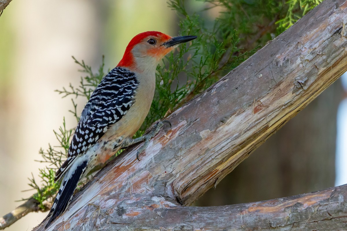 Red-bellied Woodpecker - ML615975981
