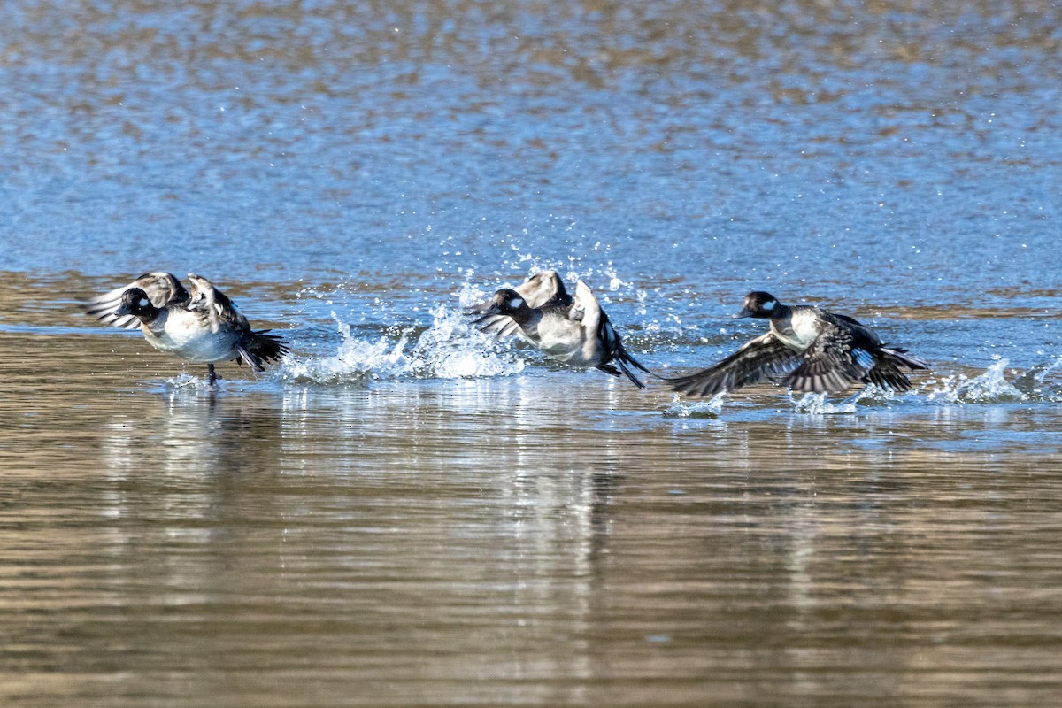 Bufflehead - ML615976006