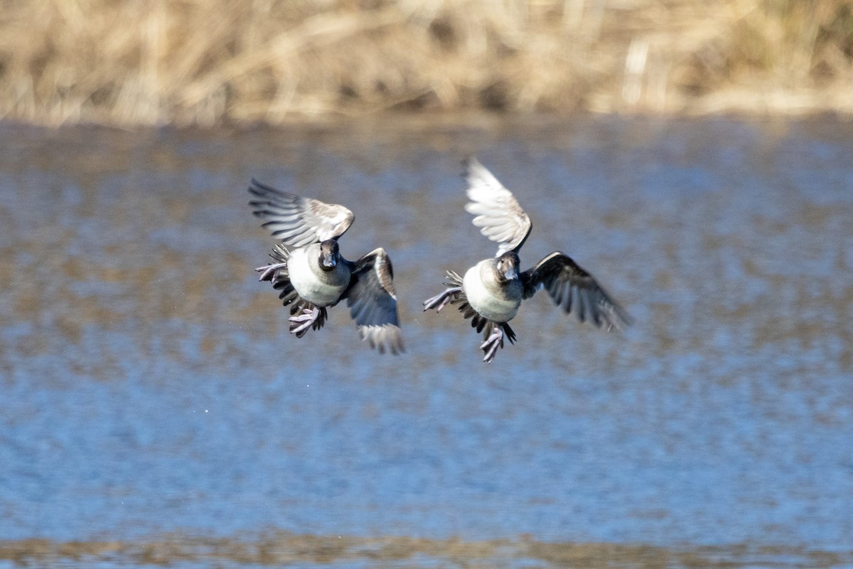 Bufflehead - ML615976025