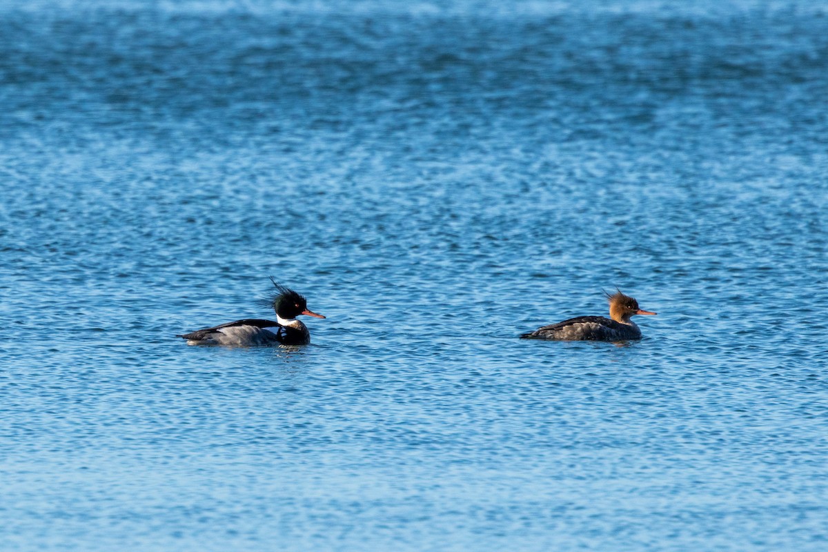 Red-breasted Merganser - ML615976066