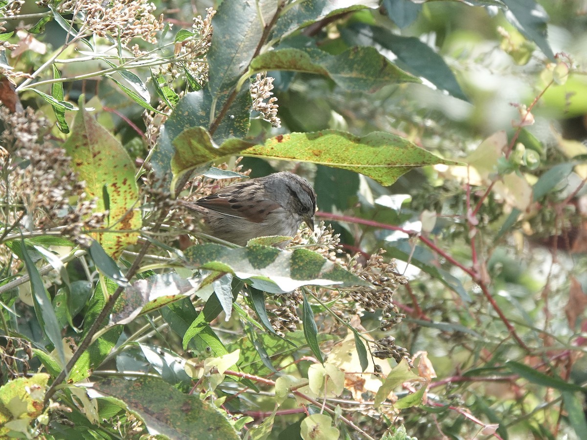 Swamp Sparrow - ML615976084