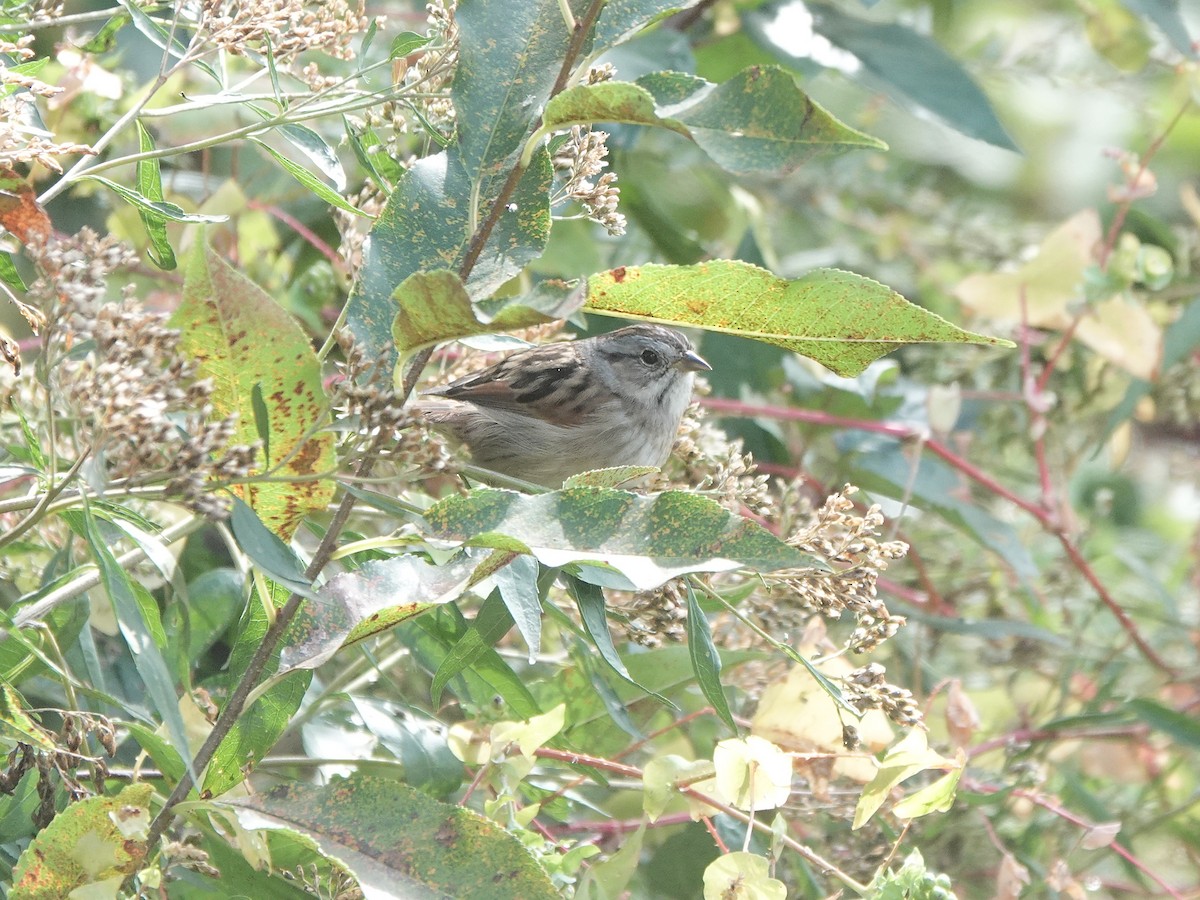 Swamp Sparrow - ML615976085