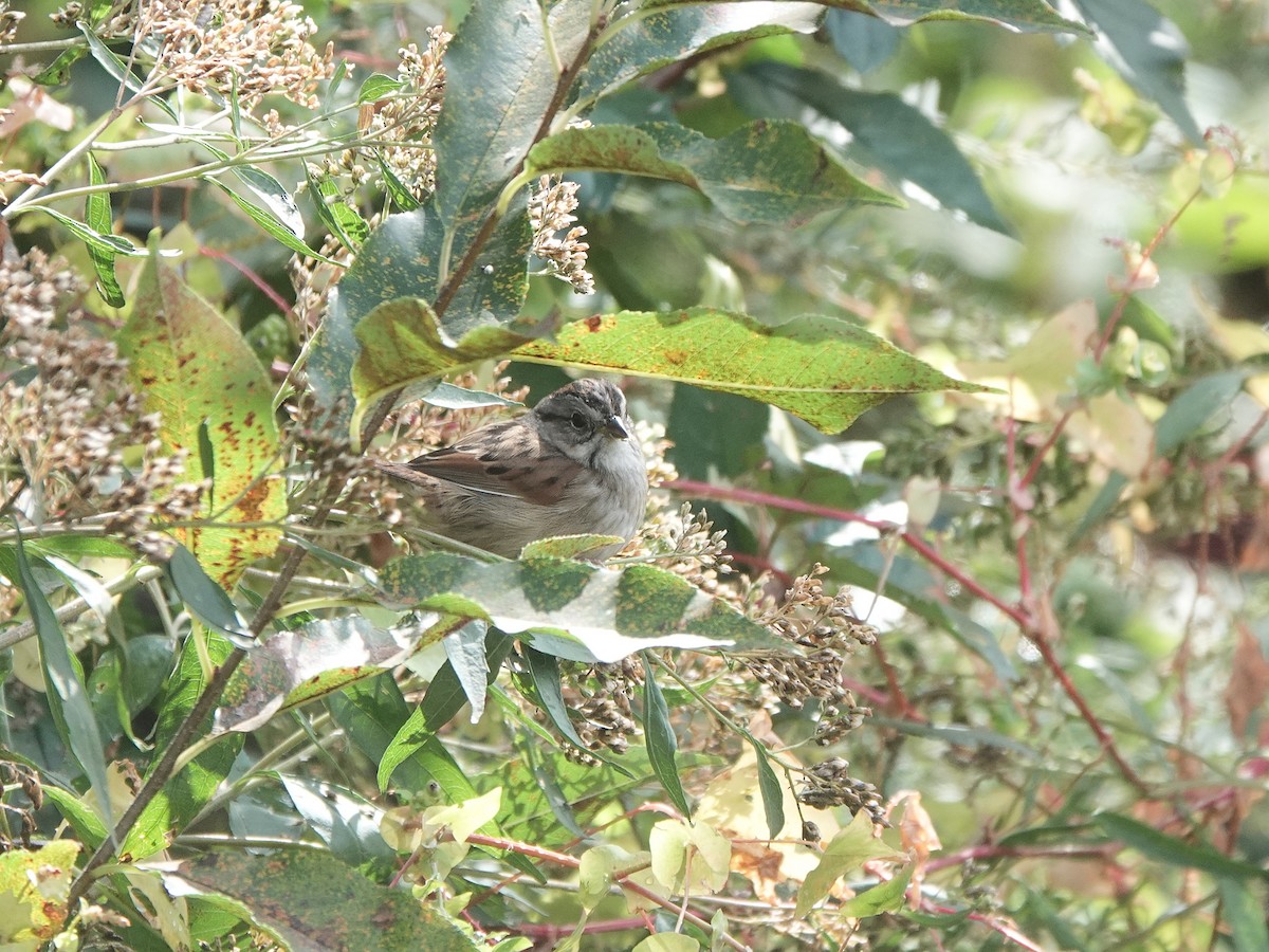 Swamp Sparrow - ML615976086