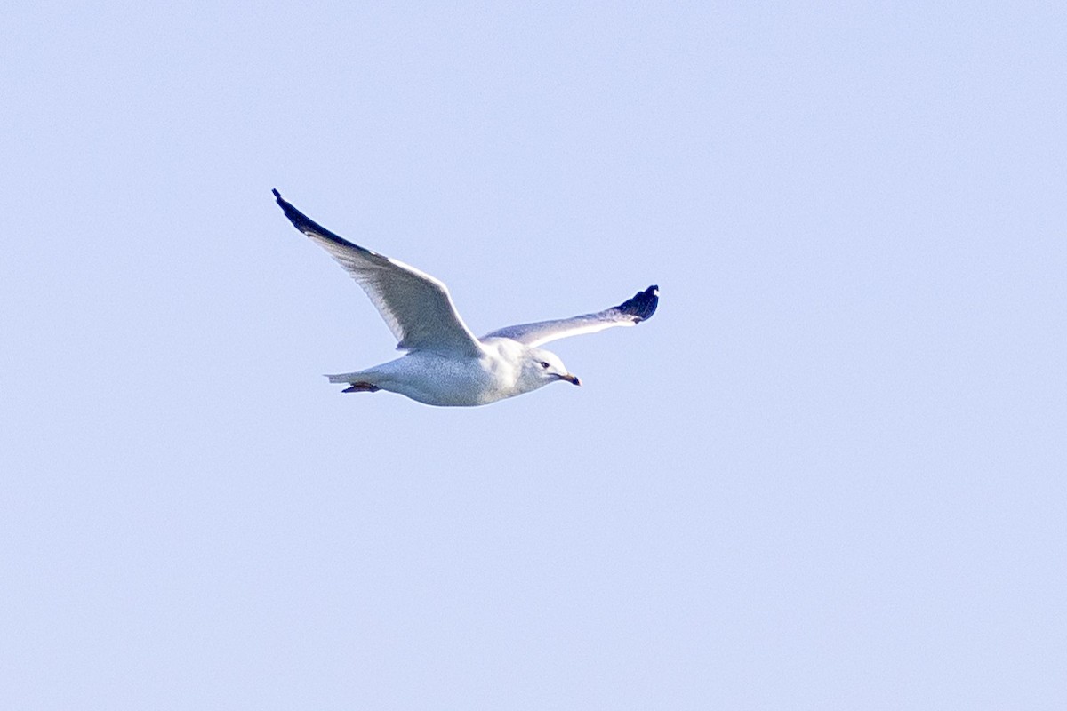 Ring-billed Gull - ML615976107