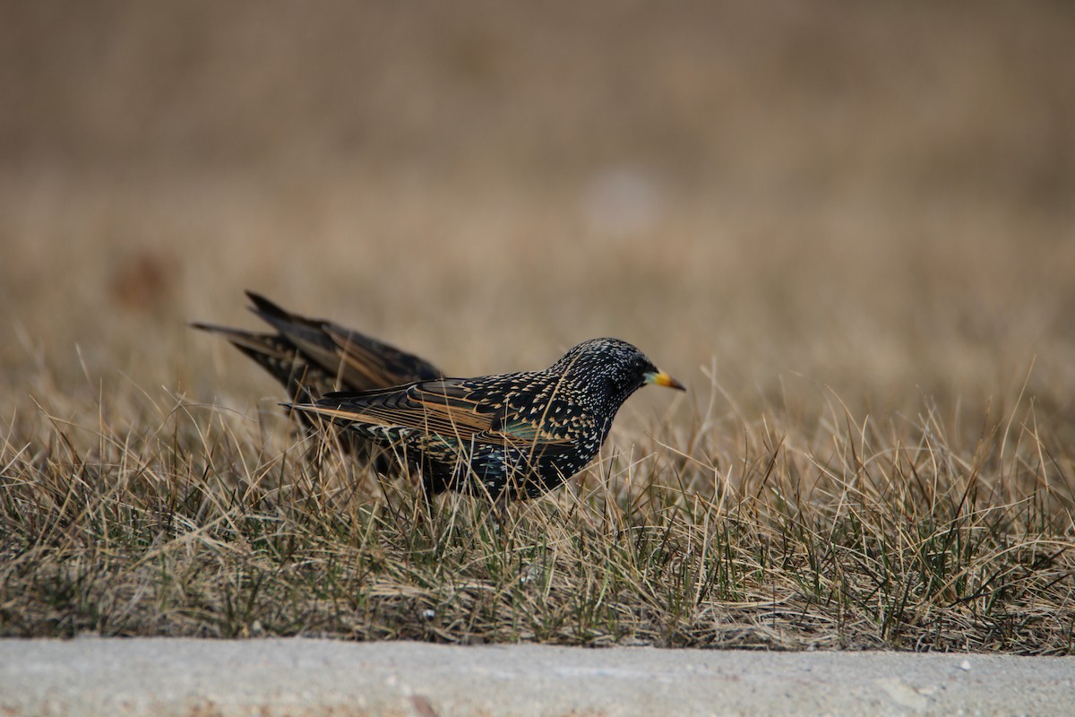 European Starling - ML615976160