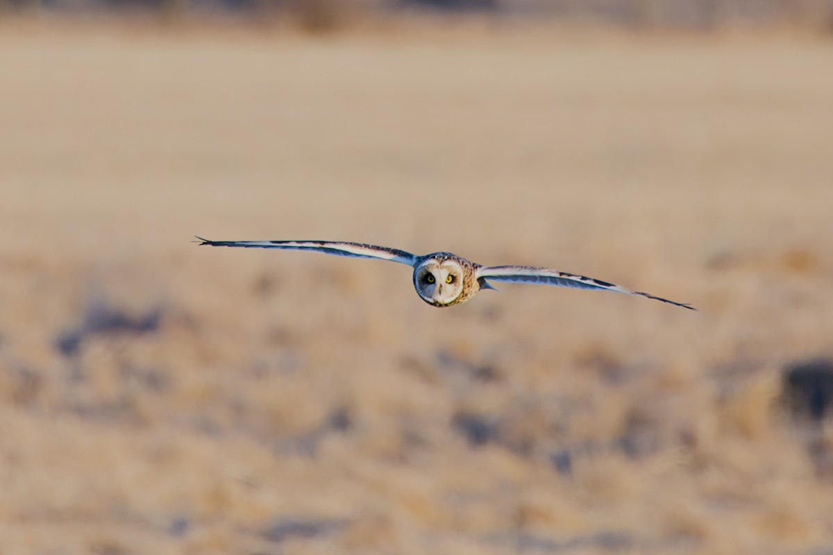 Short-eared Owl - ML615976168