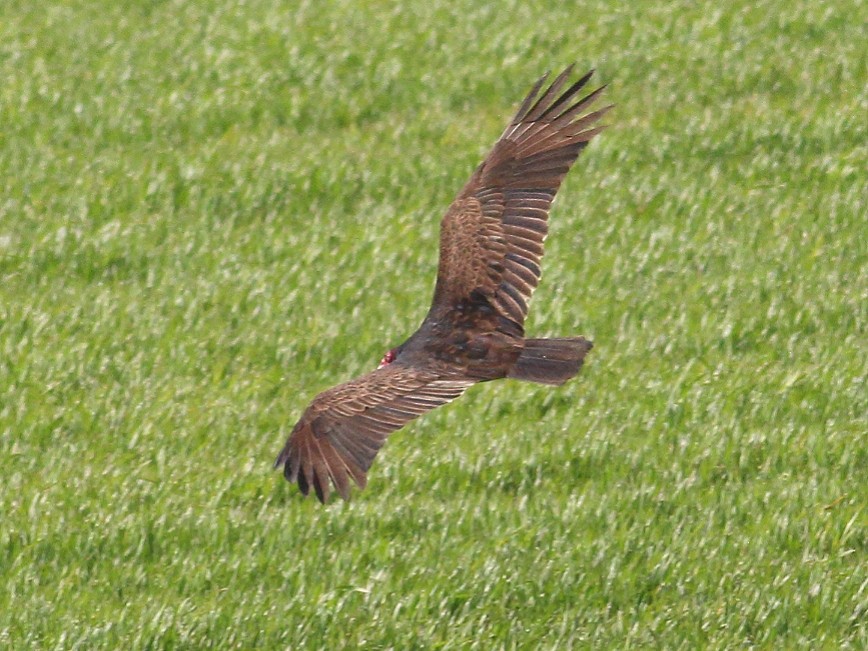 Turkey Vulture - ML615976177