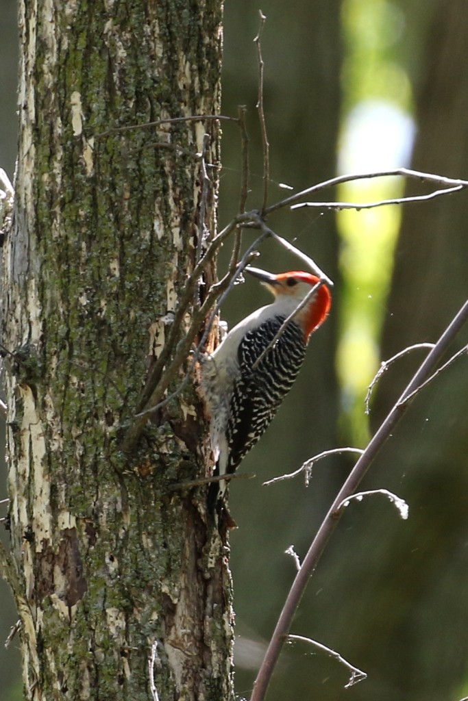 Red-bellied Woodpecker - Maurice Raymond
