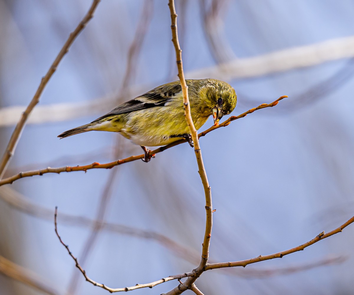 Lesser Goldfinch - Ken Miracle