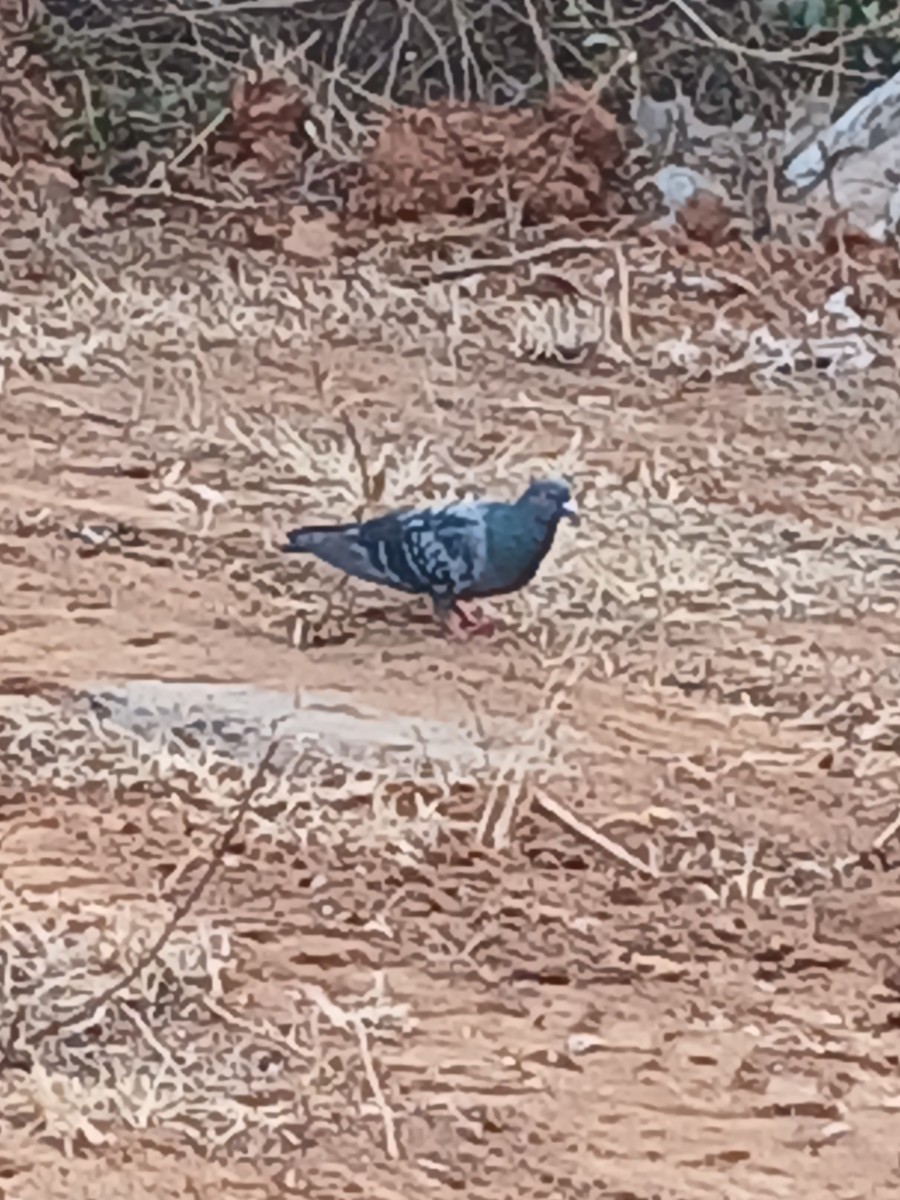 Rock Pigeon (Feral Pigeon) - ML615976337