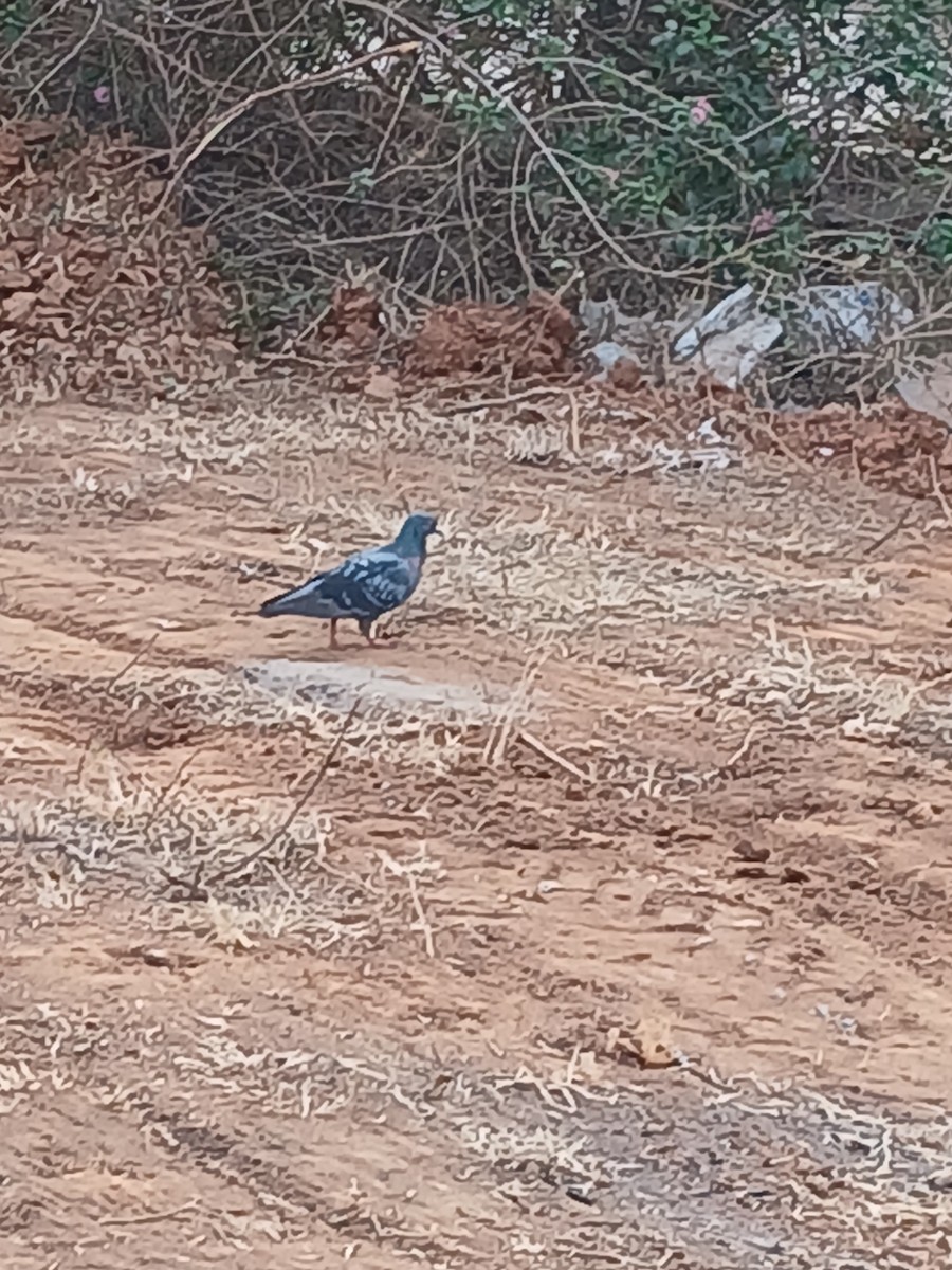 Rock Pigeon (Feral Pigeon) - ML615976338