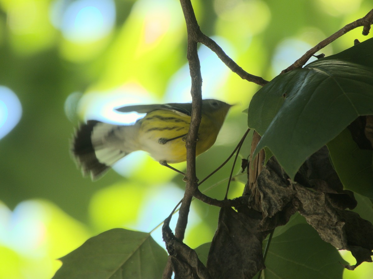 Magnolia Warbler - Ed Gaillard