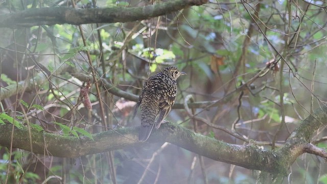 White's Thrush - ML615976421