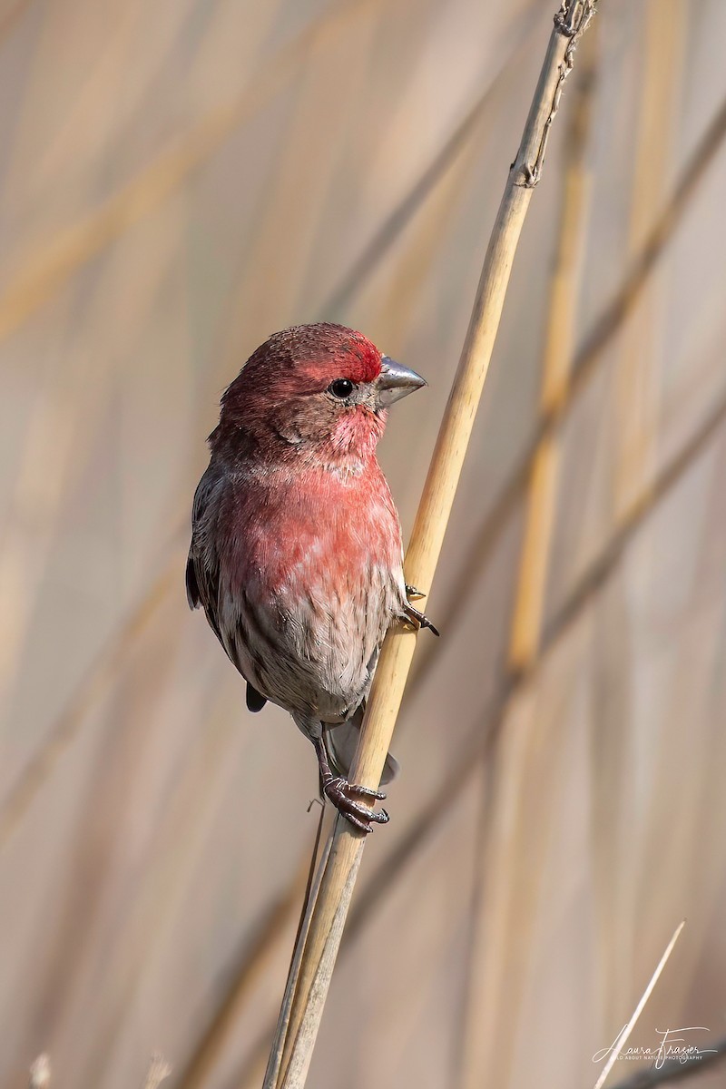 House Finch - LAURA FRAZIER