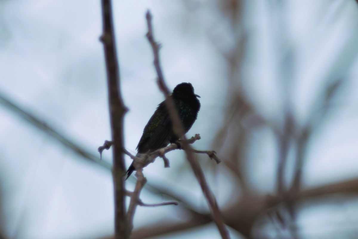 Colibrí Ventrizafiro - ML615976528