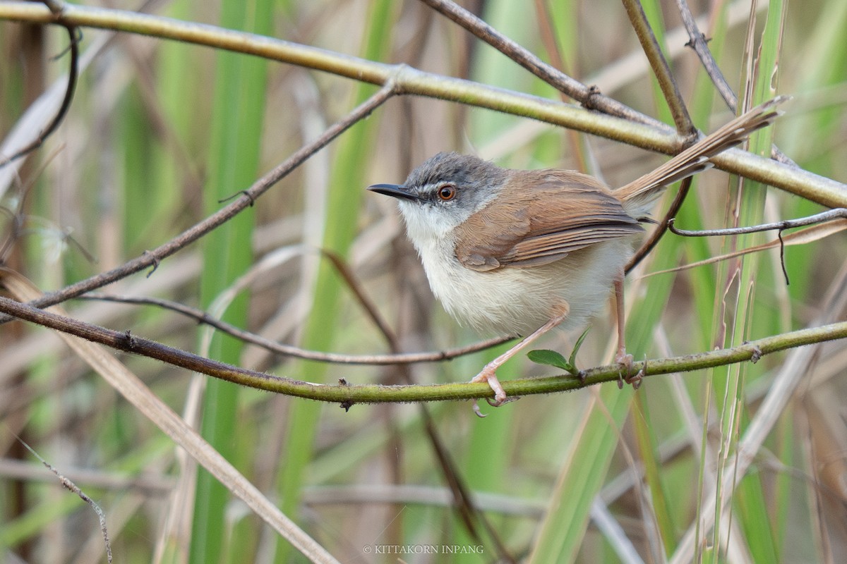 Rufescent Prinia - ML615976566