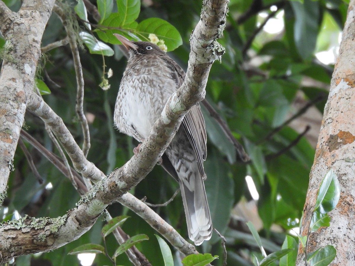 Pearly-eyed Thrasher - Marlene Waldron