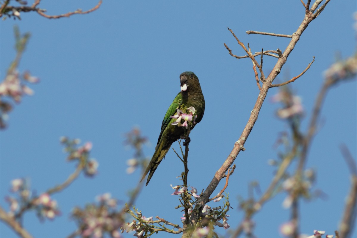 Brown-throated Parakeet - Daniel J. Riley