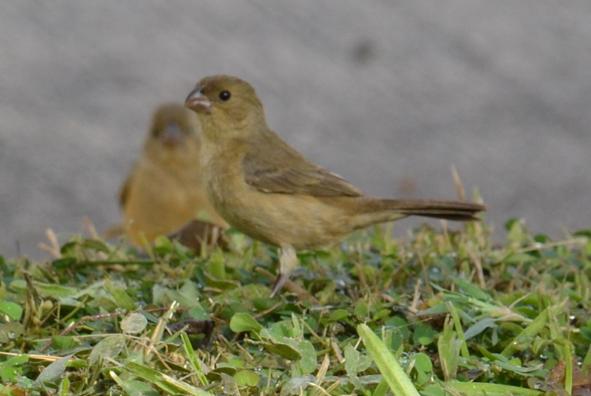 Cinnamon-rumped Seedeater - ML615976611