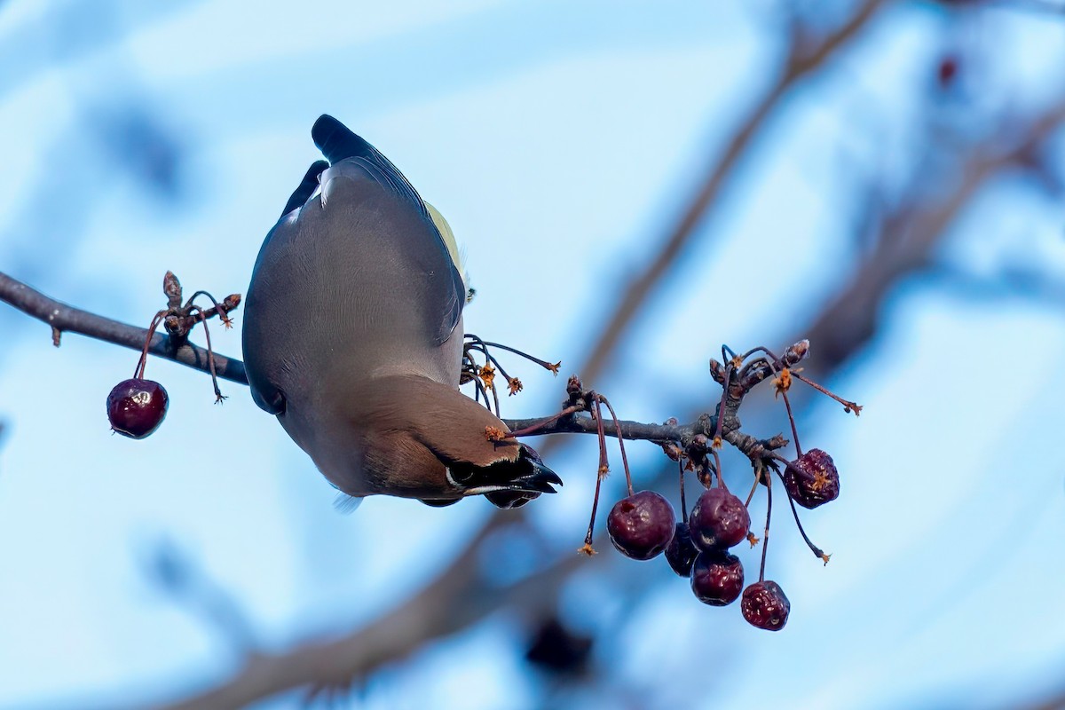 Cedar Waxwing - LAURA FRAZIER