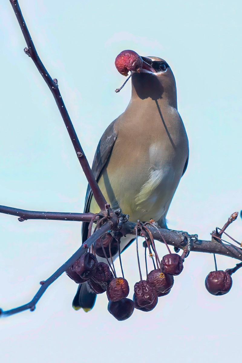 Cedar Waxwing - LAURA FRAZIER