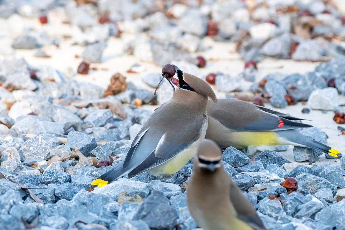 Cedar Waxwing - LAURA FRAZIER