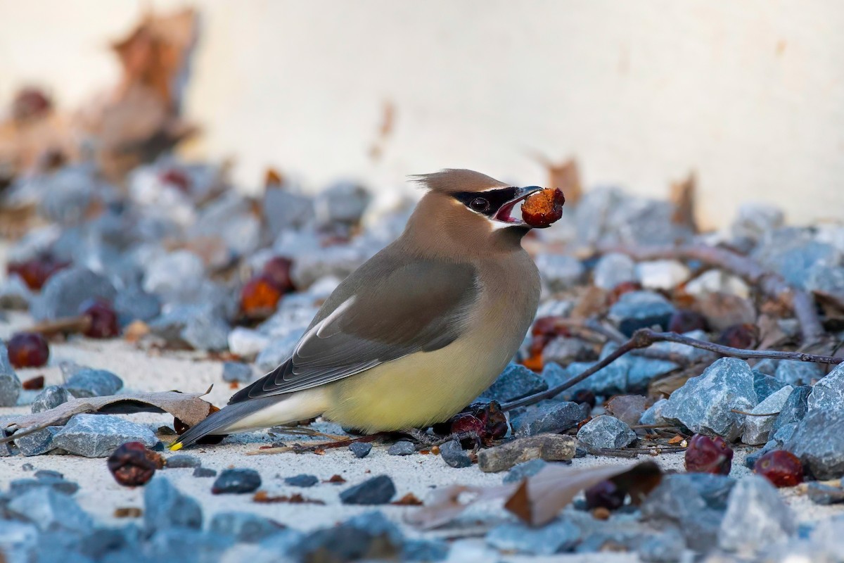 Cedar Waxwing - LAURA FRAZIER