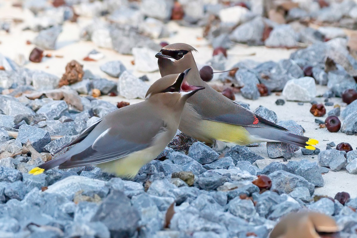 Cedar Waxwing - ML615976621