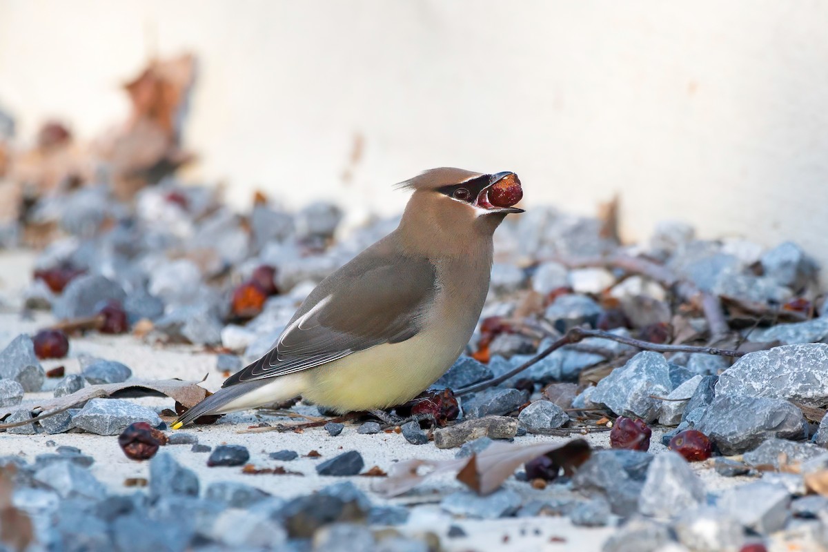 Cedar Waxwing - ML615976623