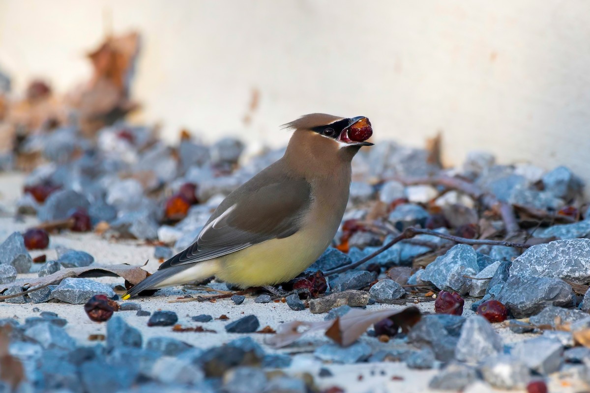 Cedar Waxwing - LAURA FRAZIER