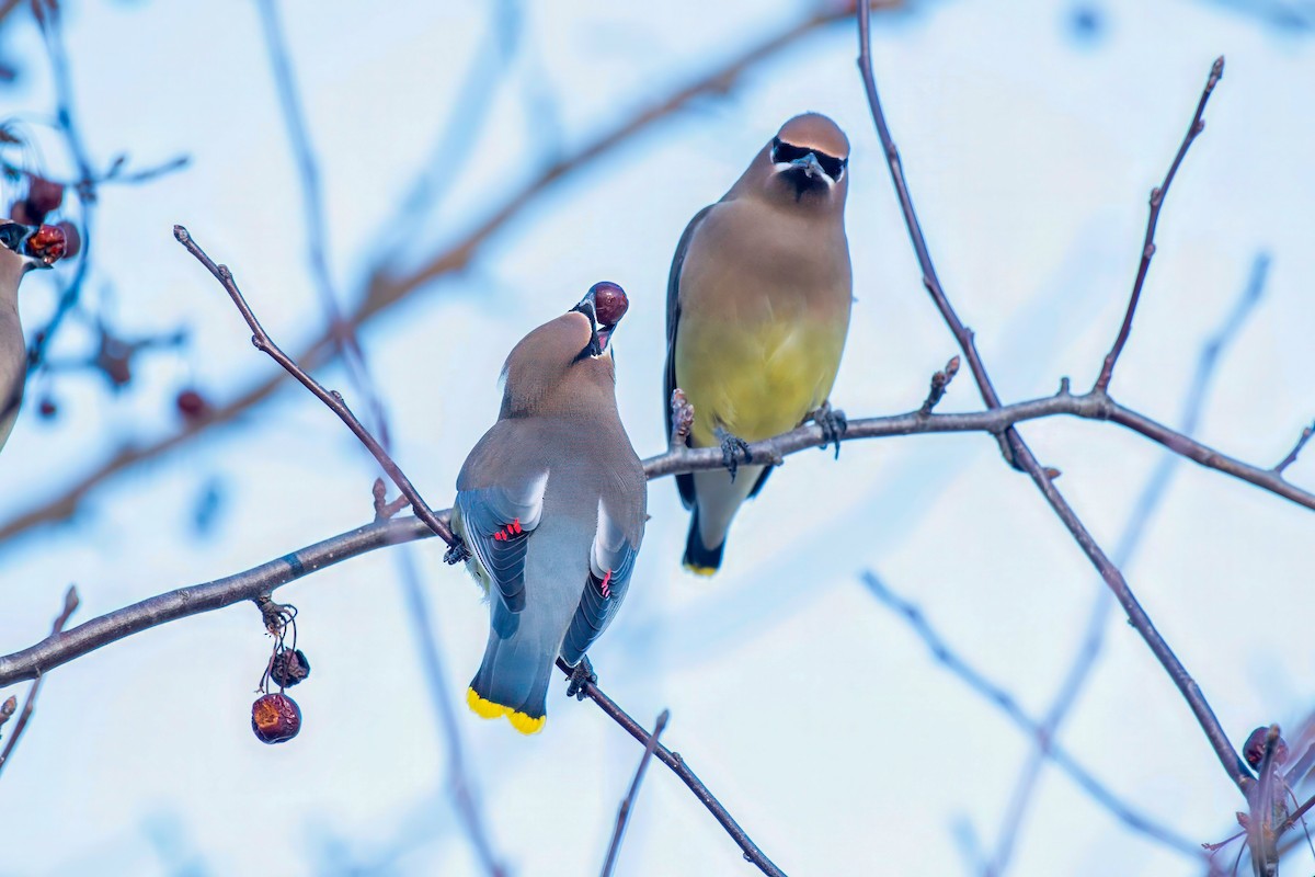 Cedar Waxwing - ML615976627