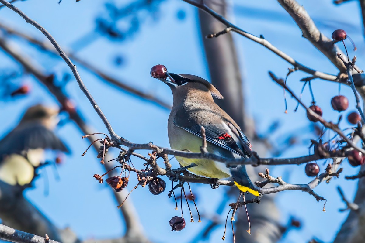 Cedar Waxwing - LAURA FRAZIER