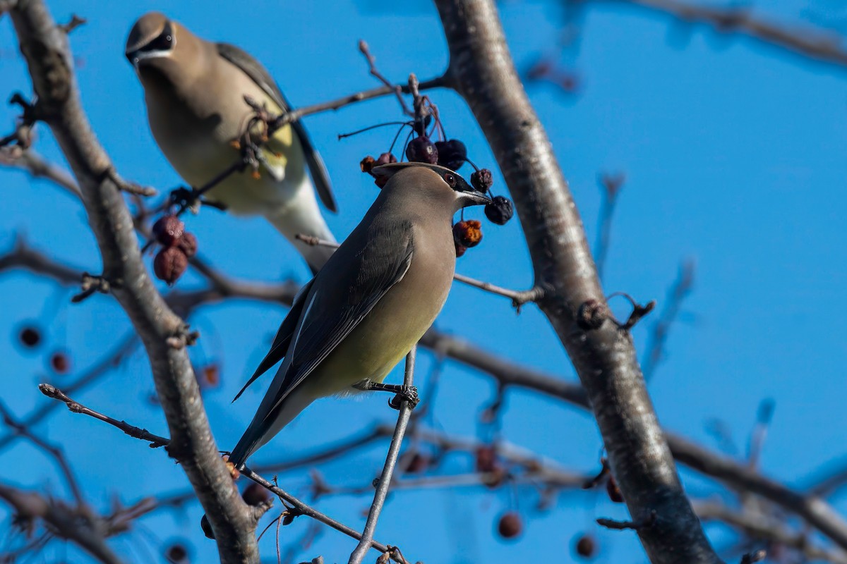 Cedar Waxwing - LAURA FRAZIER