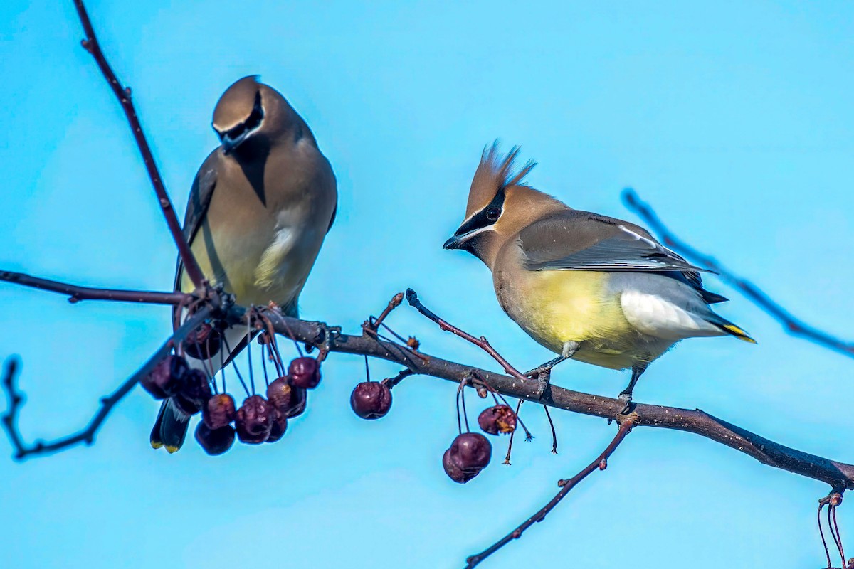 Cedar Waxwing - ML615976631