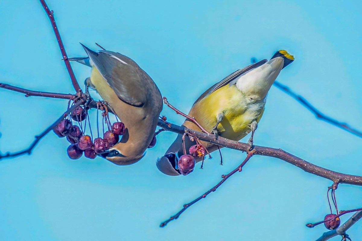 Cedar Waxwing - ML615976640