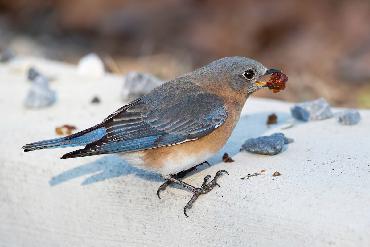 Eastern Bluebird - LAURA FRAZIER