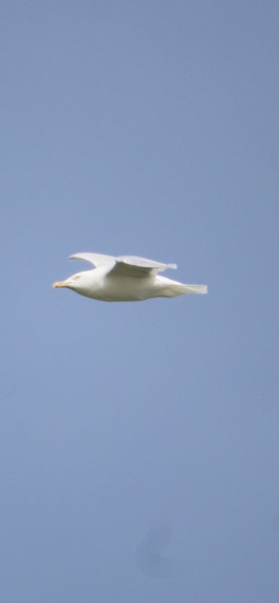 Glaucous Gull - Ryan Giordanelli