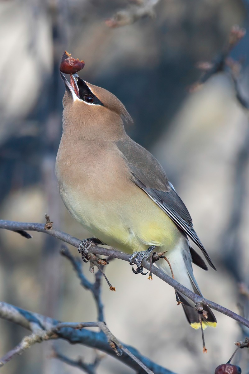 Cedar Waxwing - ML615976681