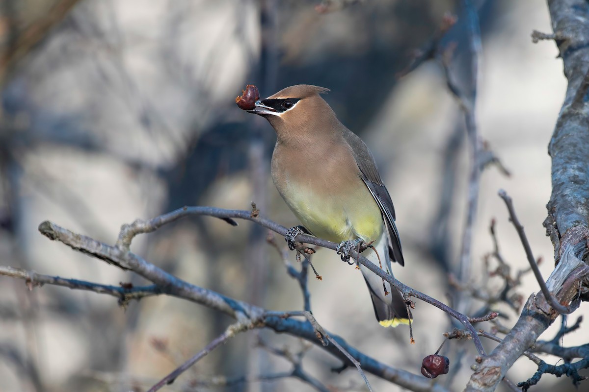 Cedar Waxwing - LAURA FRAZIER