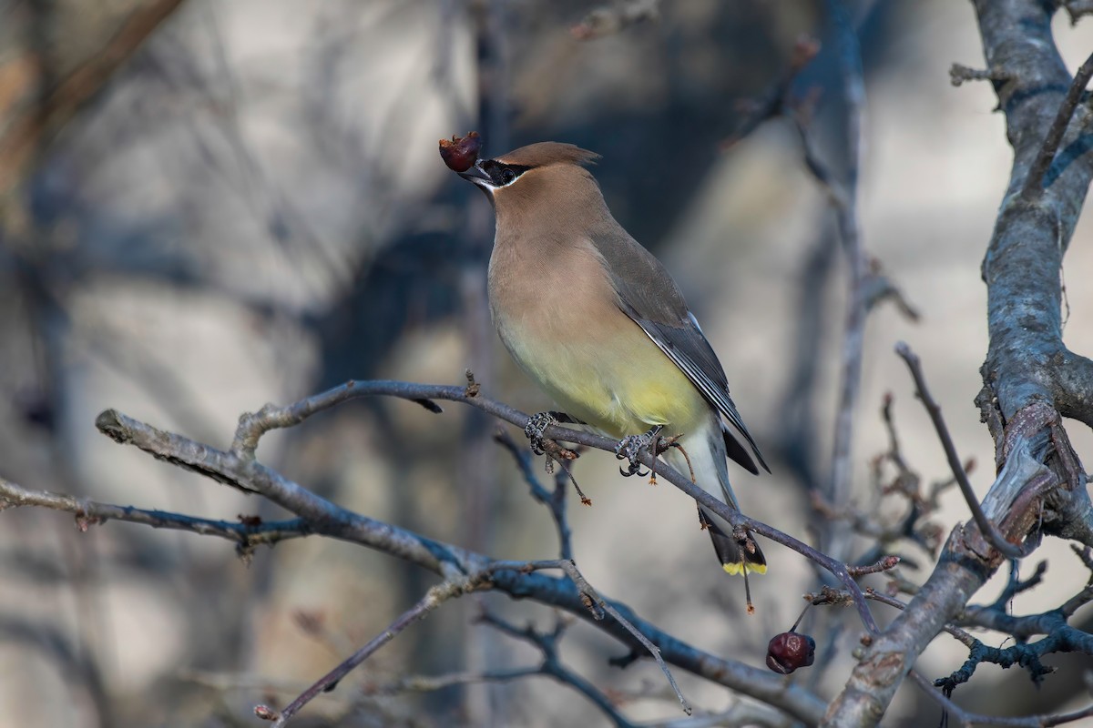 Cedar Waxwing - ML615976683