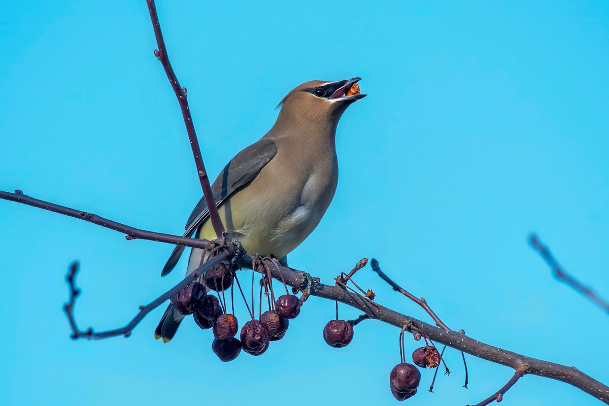 Cedar Waxwing - LAURA FRAZIER