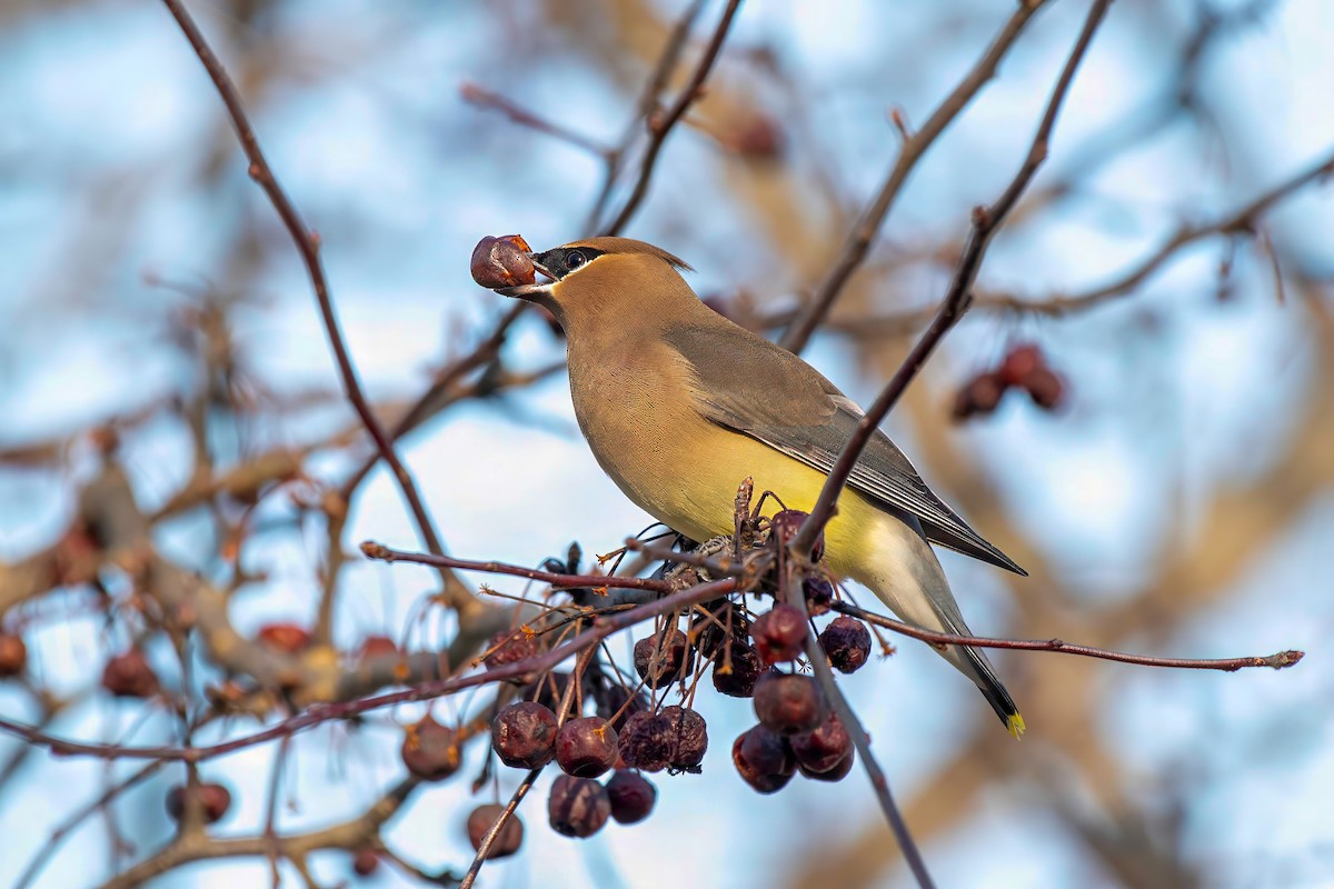 Cedar Waxwing - LAURA FRAZIER