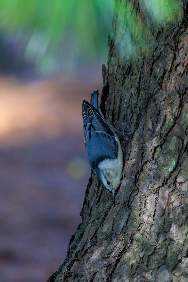 White-breasted Nuthatch - ML615976688