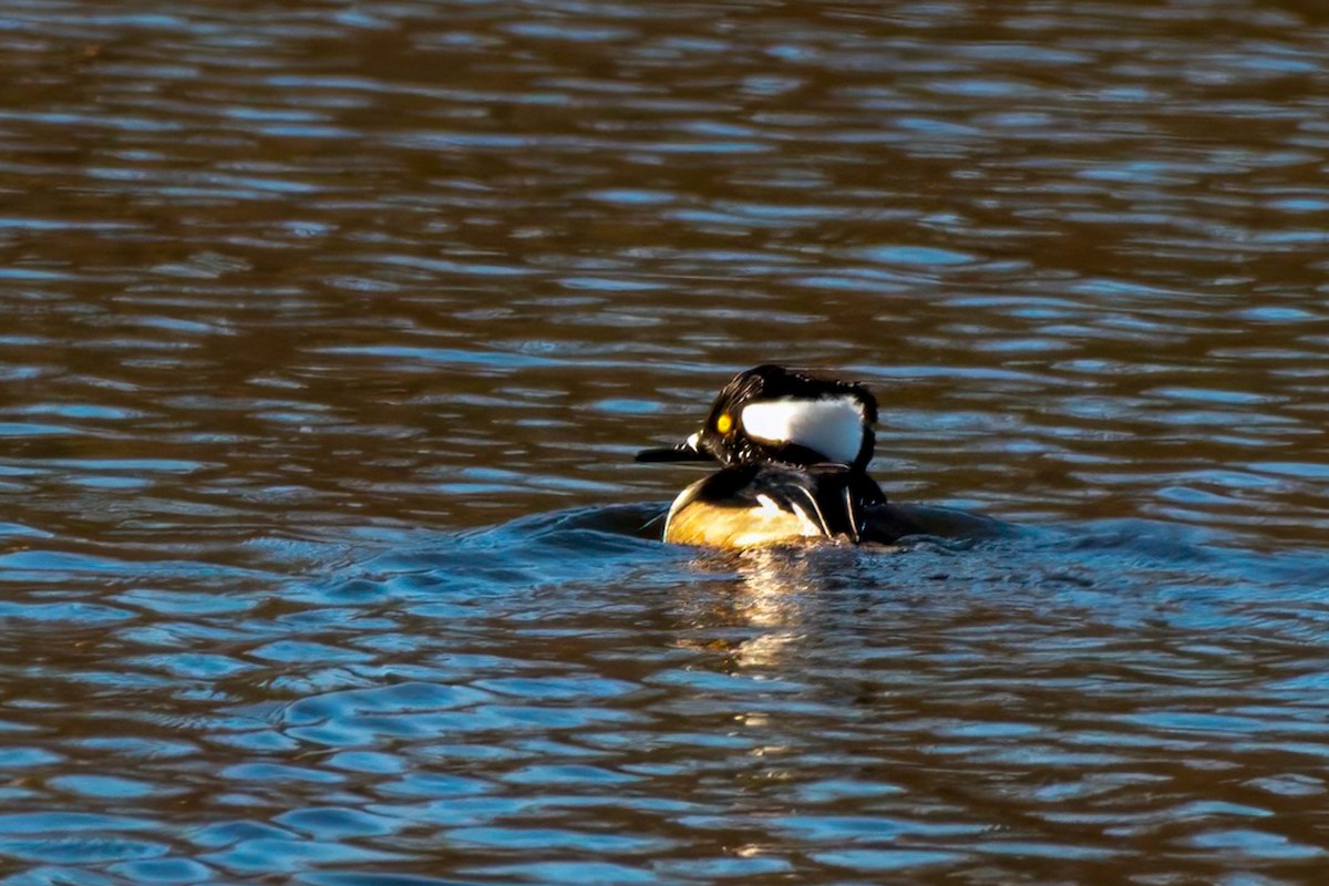 Hooded Merganser - LAURA FRAZIER