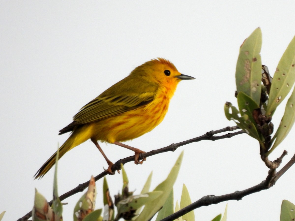 Yellow Warbler (Golden) - ML615976770