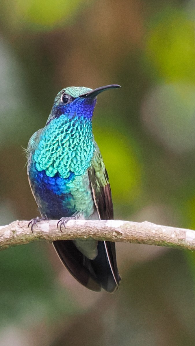 kolibřík modrolící - ML615976782