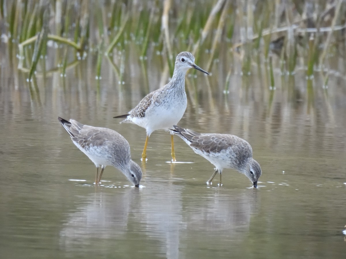 Stilt Sandpiper - ML615976788