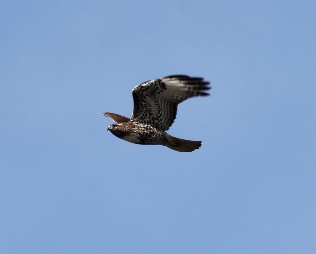 Red-tailed Hawk - ML615976794