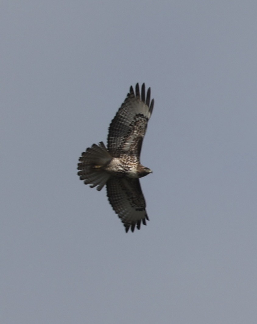 Red-tailed Hawk - ML615976795