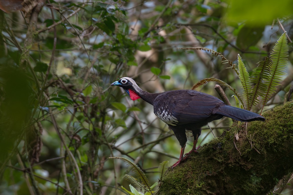 Black-fronted Piping-Guan - ML615976797